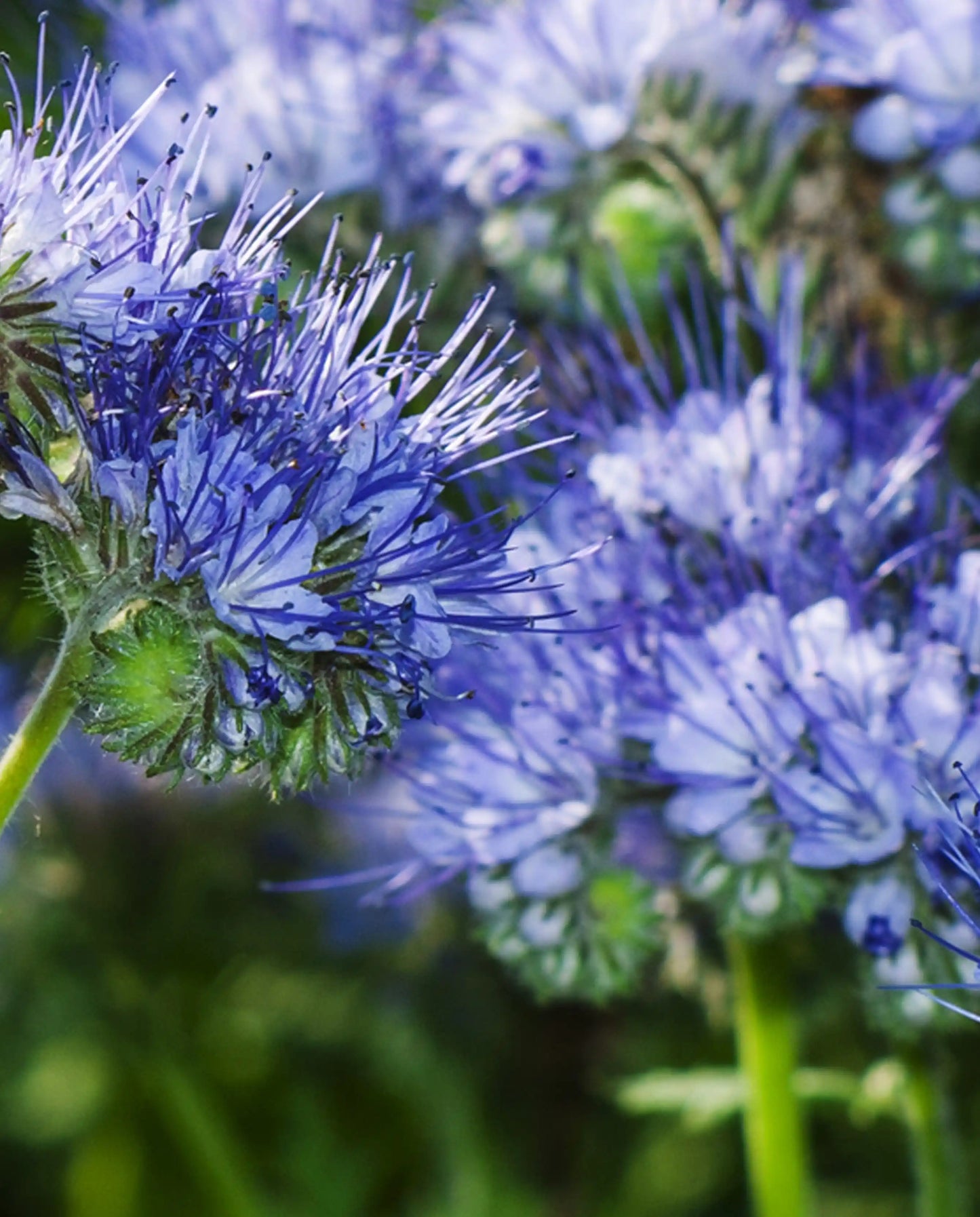 Blue Tansy Facial Cleanser