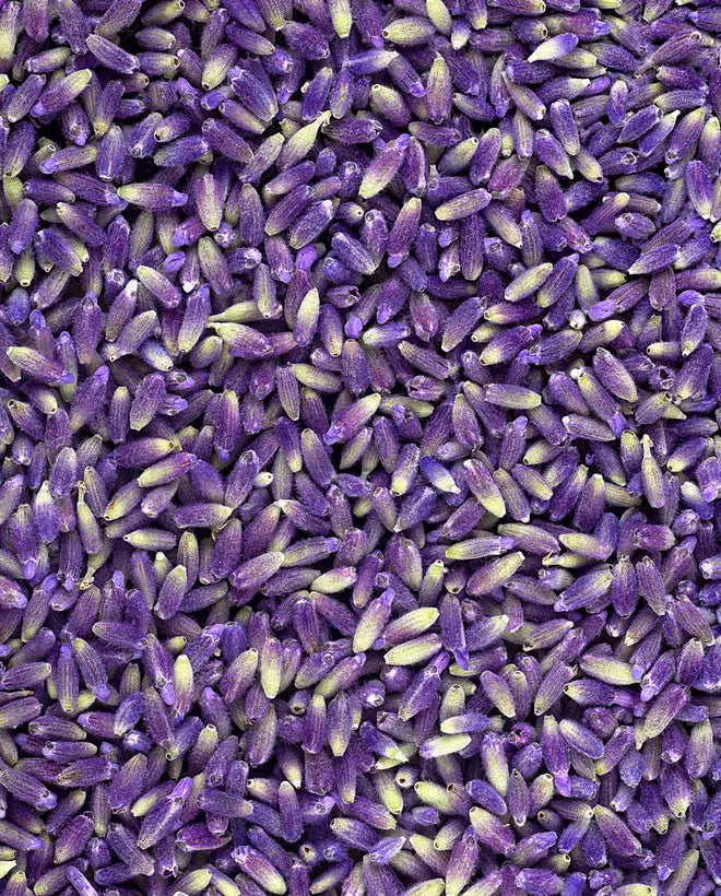 Lavender Body Lotion