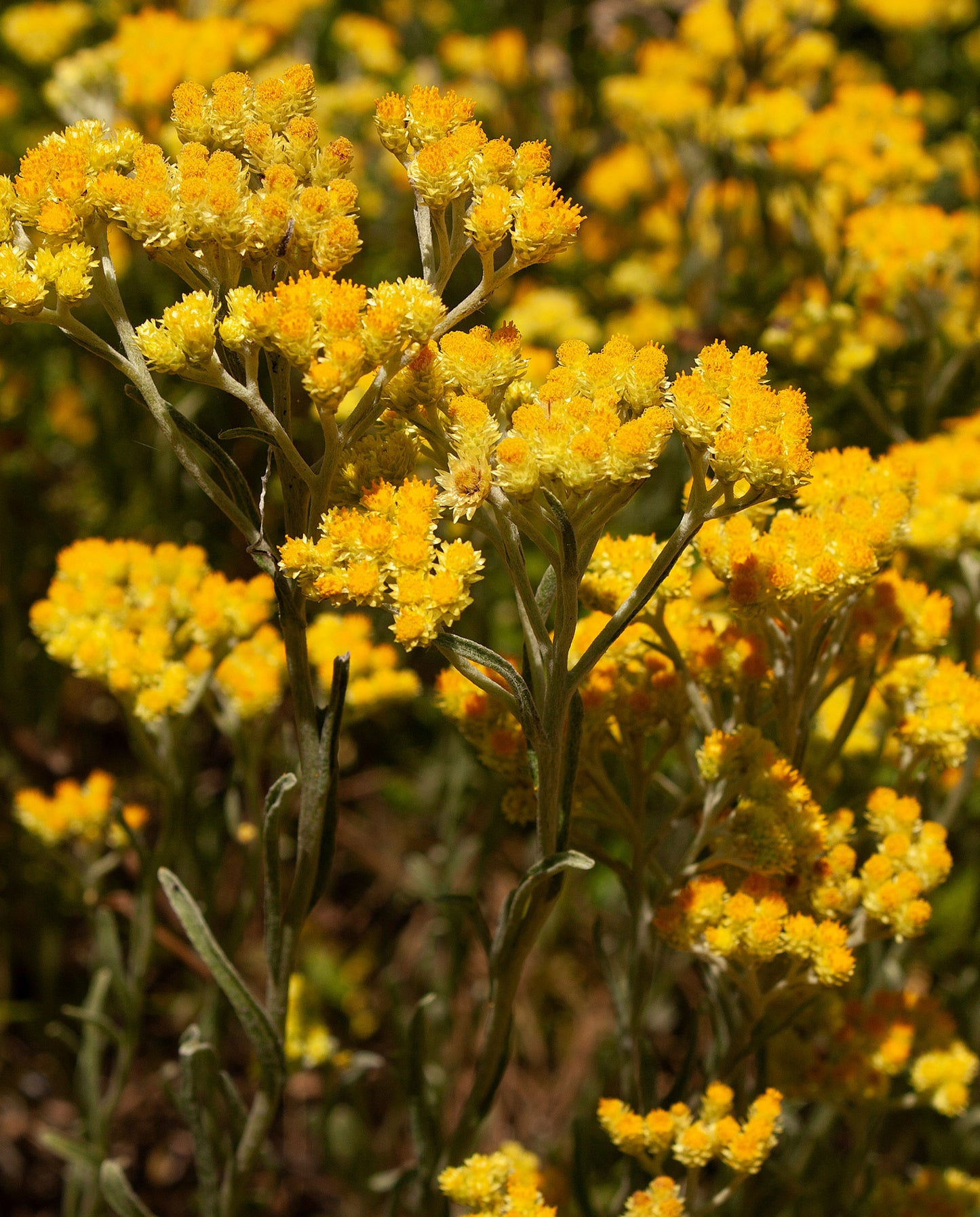 Helichrysum Body Oil