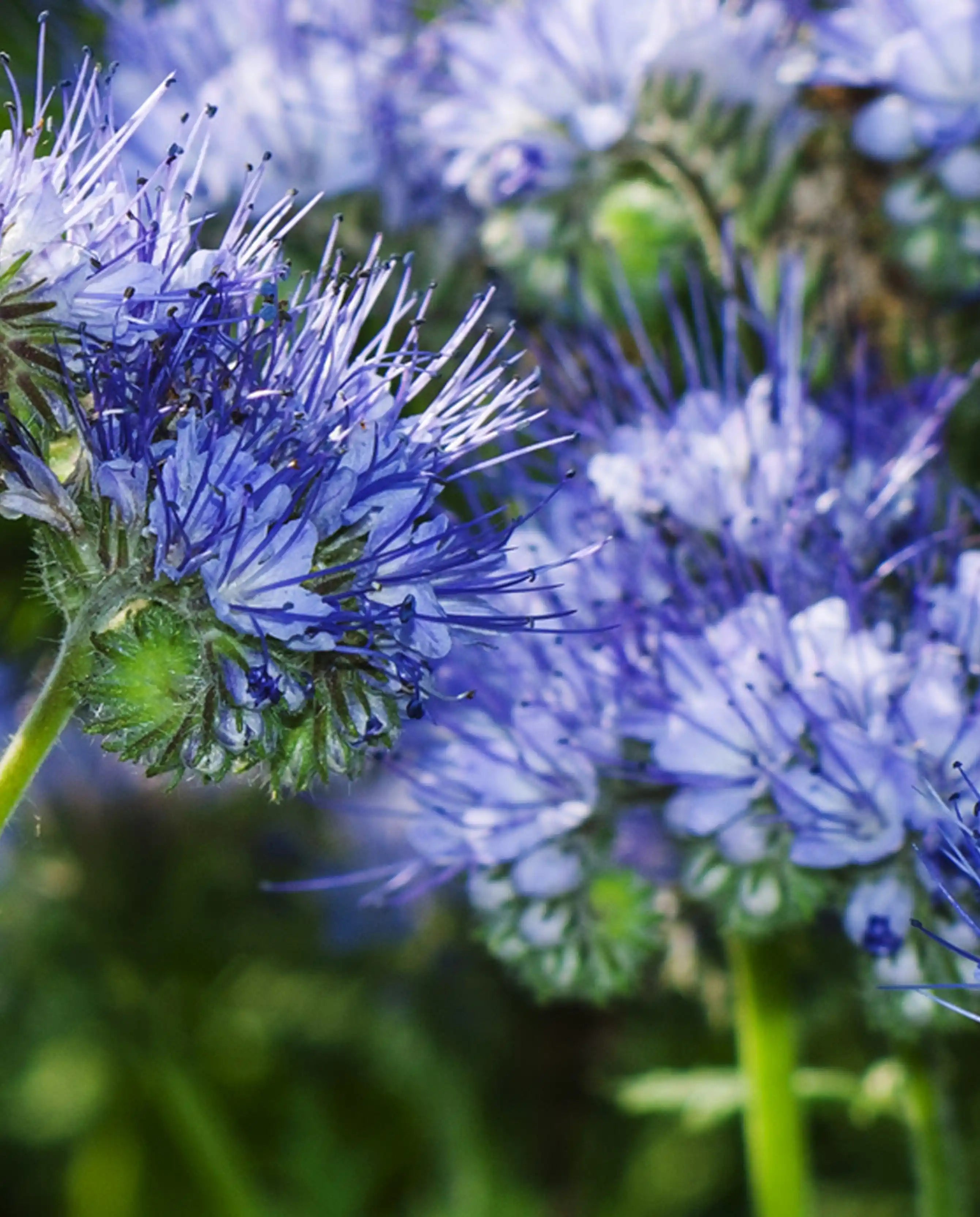 Blue Tansy Body Lotion