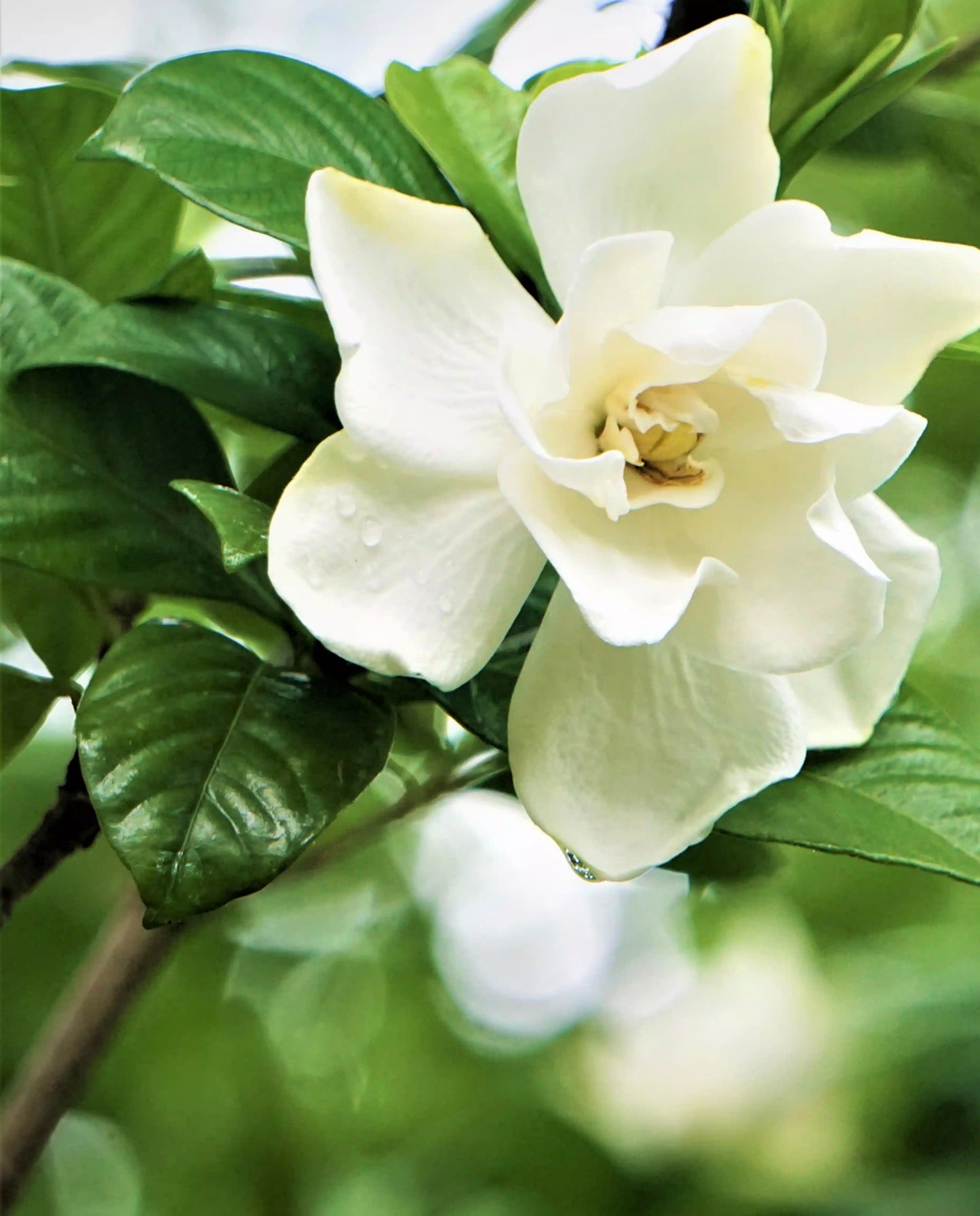 Gardenia Body Lotion