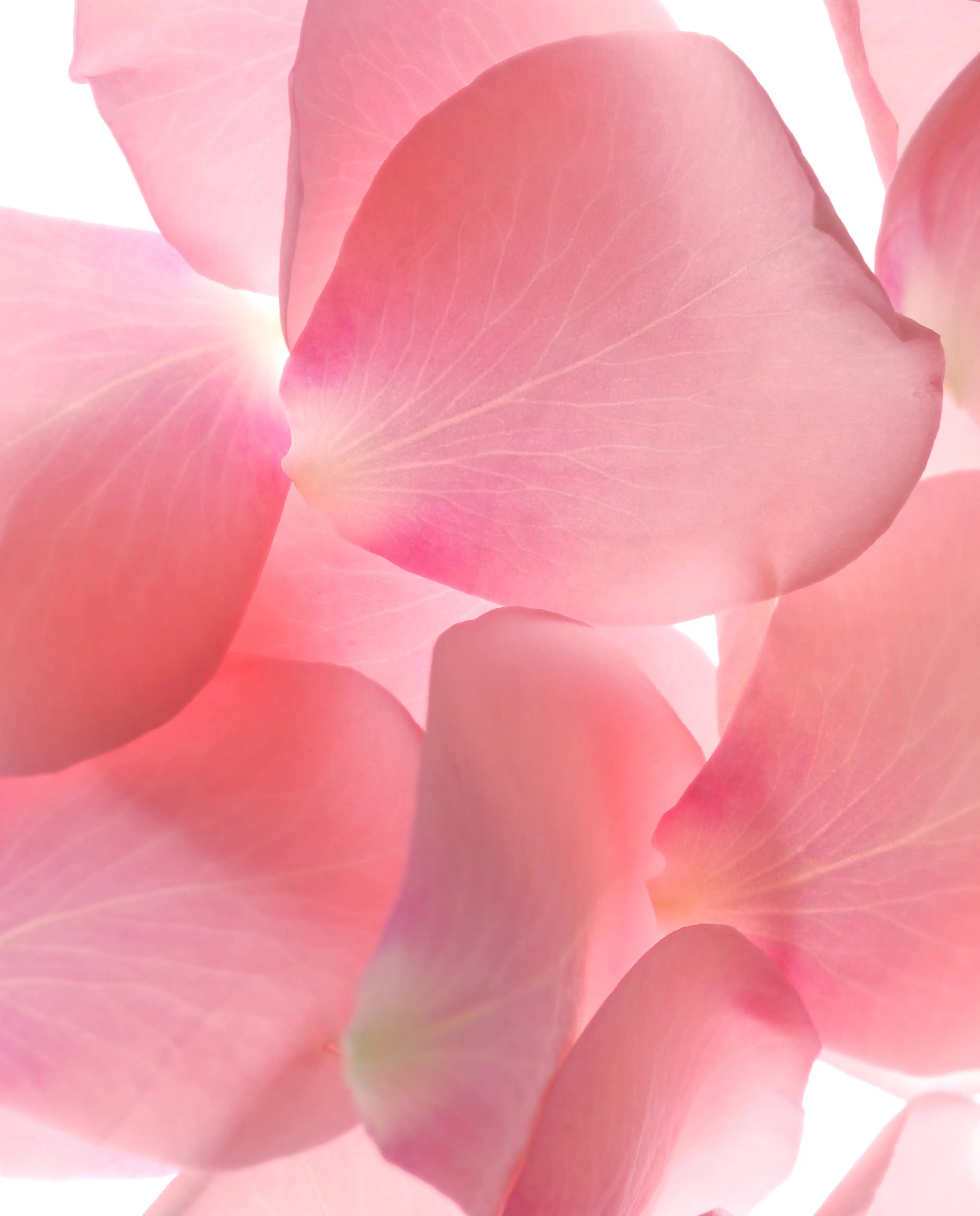 Pink rose petals