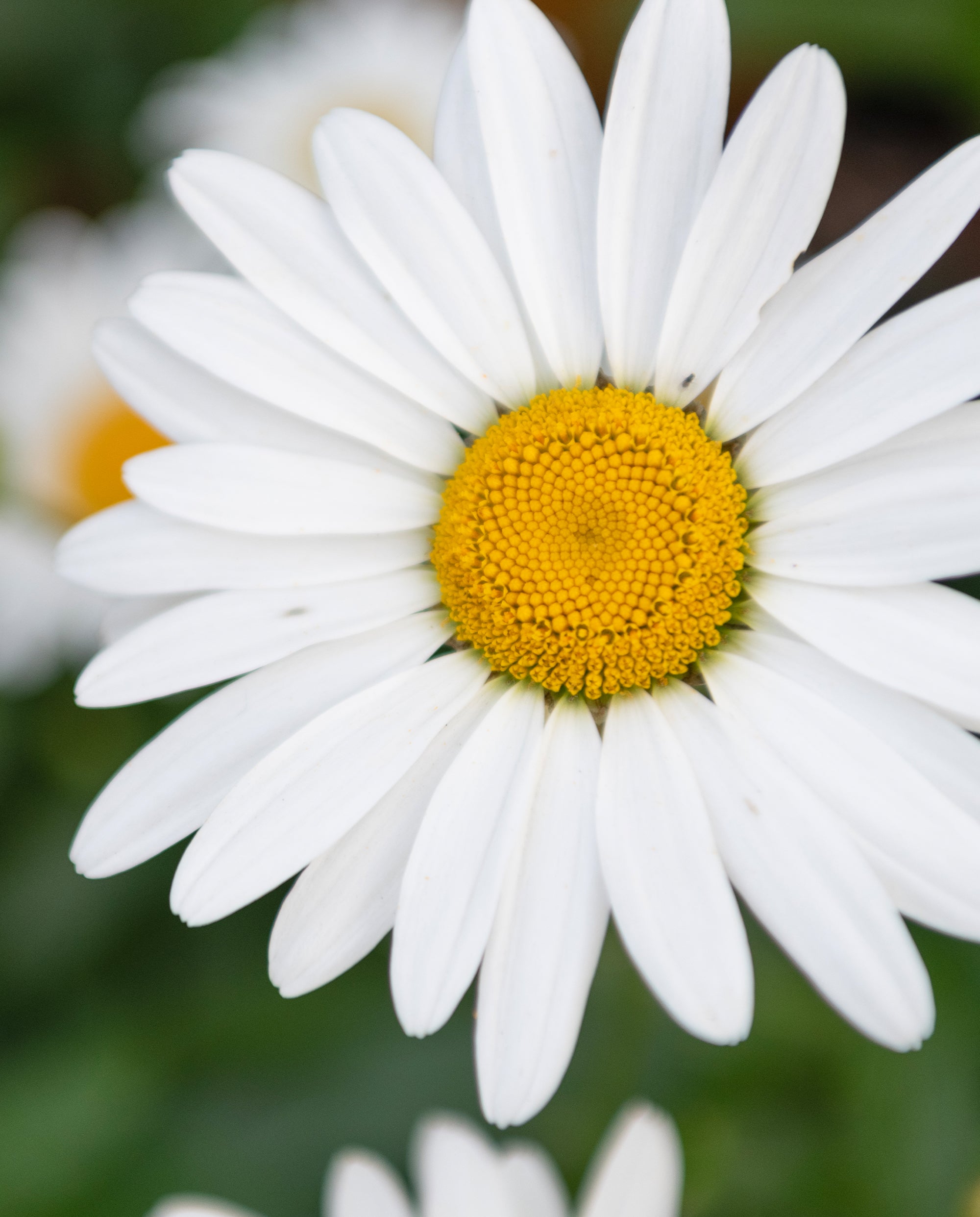 Chamomile Calming Cream