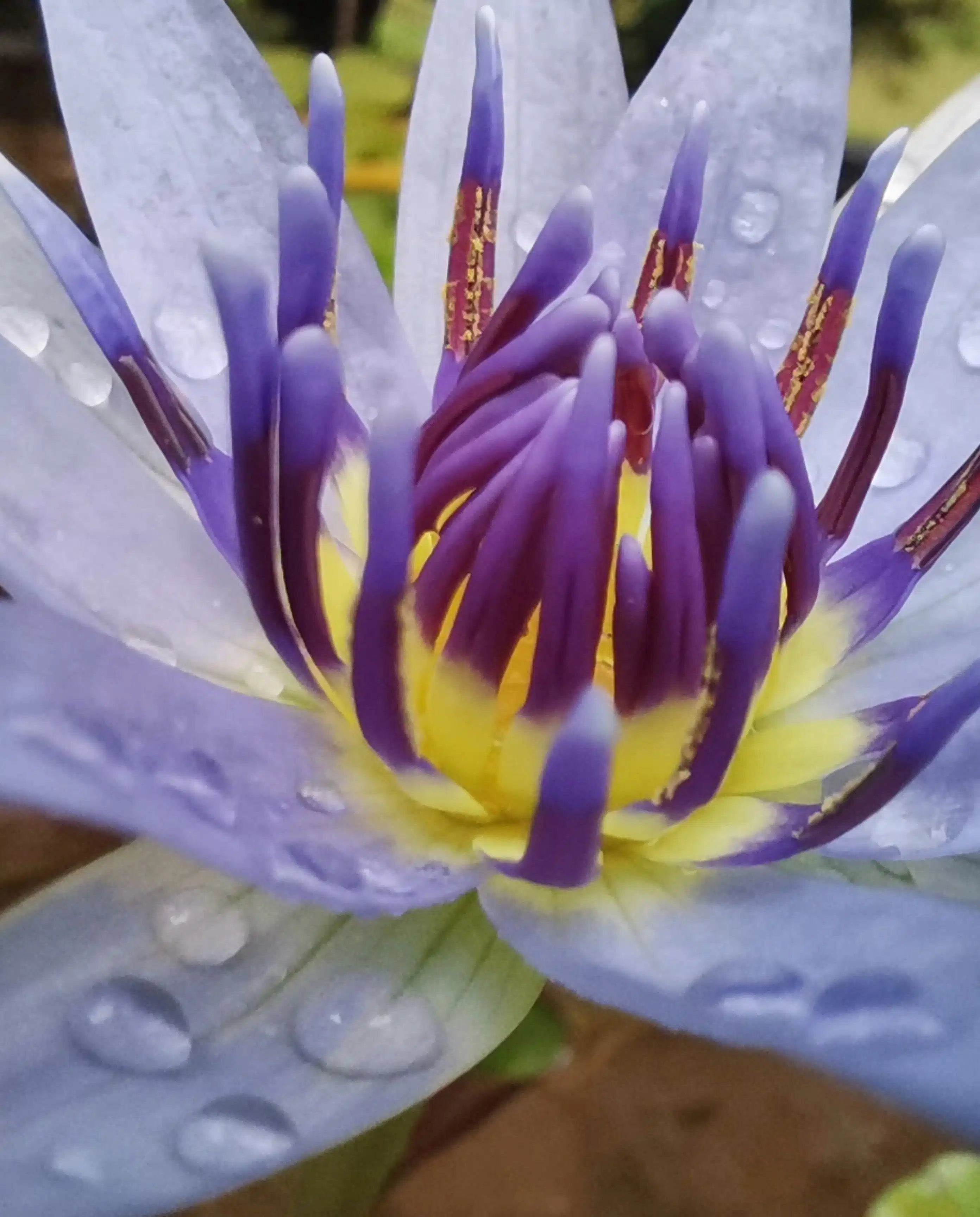 Blue lotus flower close-up with purple petals and yellow center