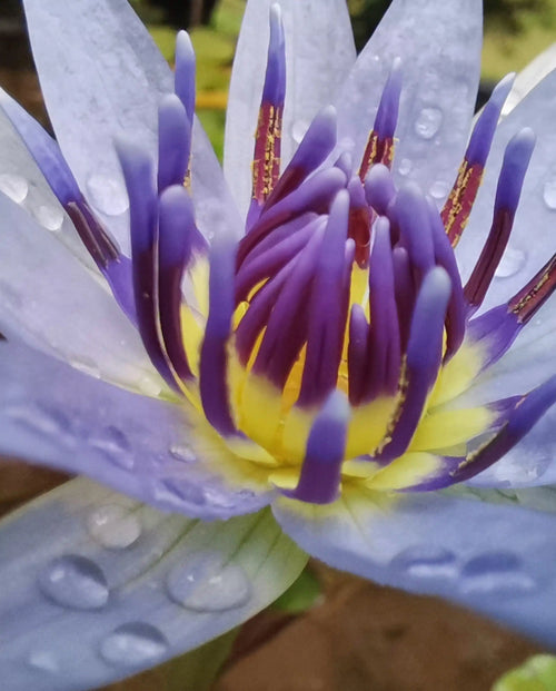 Blue Lotus Glow Serum